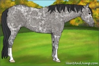 Horse Color:Grullo Ice 