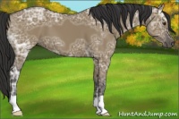 Horse Color:Liver Red Dun Ice 