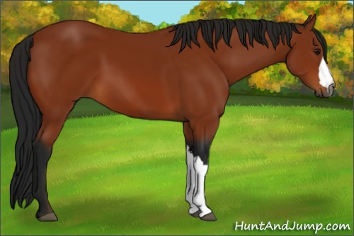 Horse Color:Gray Bay 