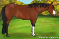 Horse Color:Gray Bay 