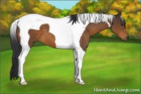 Horse Color:Brown Tobiano 