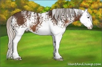 Horse Color:White Spotted Silver Brown Splash