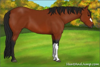Horse Color:Gray Bay 