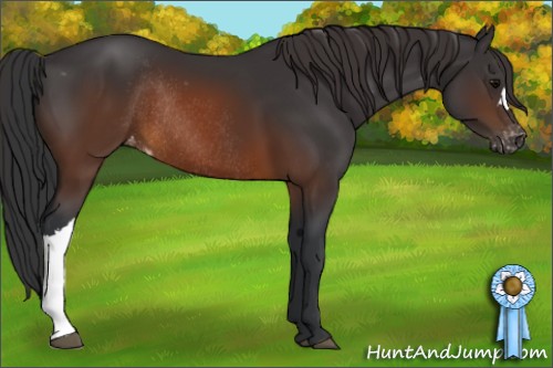 Horse Color:Brown Appaloosa Rabicano 