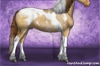 Horse Color:White Spotted Red Dun Tobiano Varnish