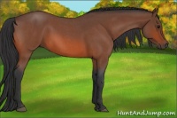 Horse Color:Bay Roan 