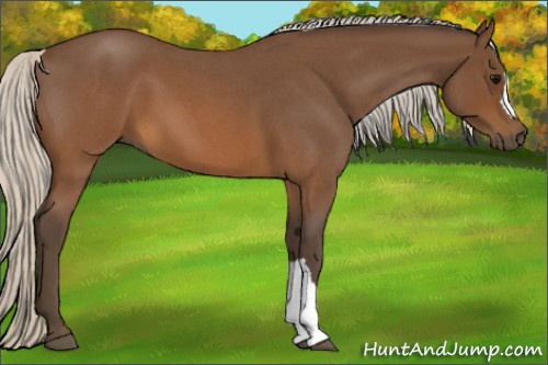 Horse Color:Silver Brown Roan 