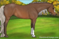 Horse Color:Silver Brown Roan 