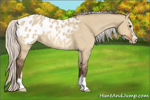 Horse Color:Silver Bay Dun Sabino Blanket Rabicano