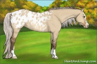 Horse Color:Silver Bay Dun Sabino Blanket Rabicano