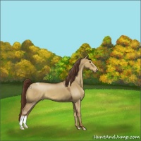 Horse Color:Classic Champagne Dun Appaloosa 