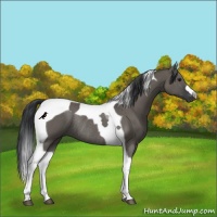 Horse Color:Grullo Tobiano Rabicano 