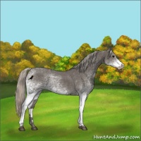 Horse Color:White Spotted Silver Black Rabicano 