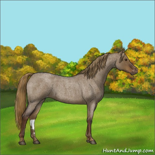 Horse Color:Gray Liver Red Dun Roan Varnish