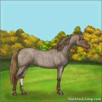 Horse Color:Gray Liver Red Dun Roan Varnish 
