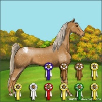 Horse Color:Palomino Appaloosa 