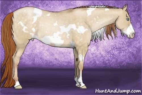 Horse Color:White Spotted Buckskin Pearl Dun Frame Appaloosa Rabicano