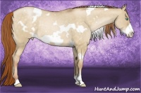 Horse Color:White Spotted Buckskin Pearl Dun Frame Appaloosa Rabicano 