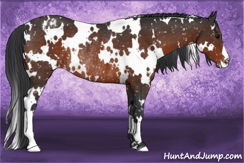 Horse Color:White Spotted Brown Appaloosa Rabicano 