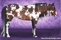 Horse Color:White Spotted Brown Appaloosa Rabicano