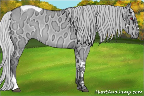 Horse Color:Silver Grullo Chinchilla Ice Tobiano 
