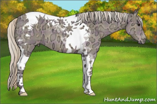 Horse Color:Plaid  Silver Grullo Ice Tobiano 