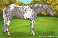 Horse Color:Plaid Silver Grullo Ice Tobiano