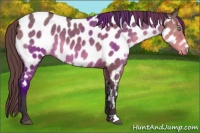 Horse Color:Buckskin Dun Near Leopard