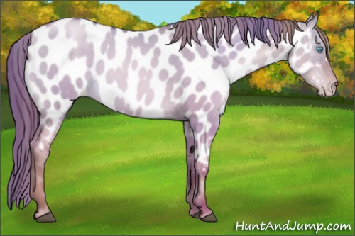 Horse Color:Brown Pearl Dun Appaloosa 