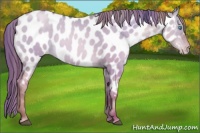 Horse Color:Brown Pearl Dun Near Leopard 