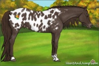 Horse Color:Liver Red Roan Sabino Appaloosa 