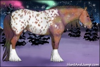 Horse Color:Nacre Bay Appaloosa