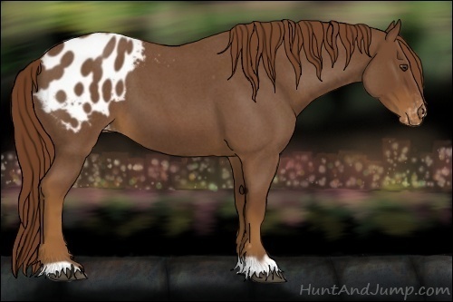 Horse Color:Red Roan Appaloosa 