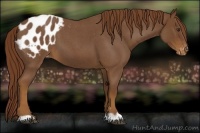 Horse Color:Red Roan Appaloosa 