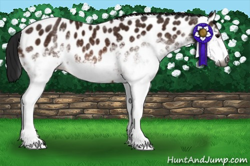Horse Color:Gray White Spotted Bay Appaloosa 