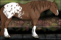 Horse Color:Chestnut Appaloosa 
