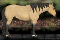 Horse Color:Buckskin Roan 