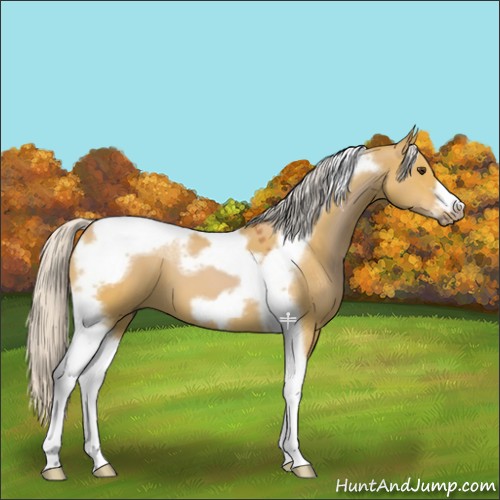 Horse Color:Silver Bay Dun Tobiano Frame 