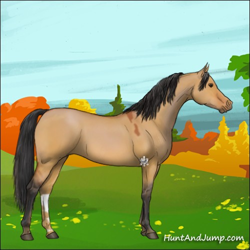 Horse Color:Bay Dun 