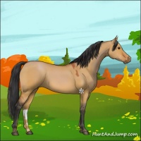 Horse Color:Bay Dun 