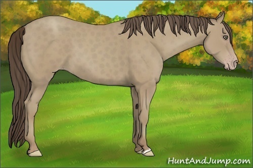 Horse Color:Classic Cream Champagne 