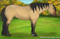 Horse Color:Brown Roan Dun 