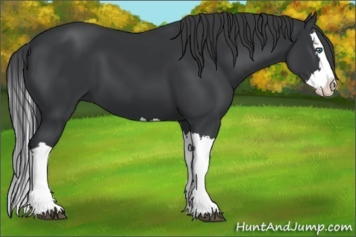 Horse Color:Black Splash
