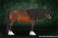 Horse Color:Bay Sabino
