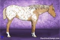Horse Color:Palomino Roan Appaloosa