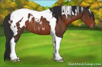 Horse Color:Brown Tobiano Blanket Rabicano 