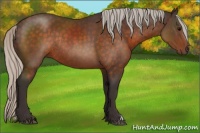 Horse Color:Silver Brown Rabicano 