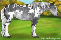 Horse Color:White Spotted Silver Black Chinchilla Rabicano 
