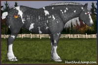 Horse Color:White Spotted Silver Black Chinchilla Rabicano 