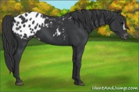 Horse Color:Black Appaloosa 